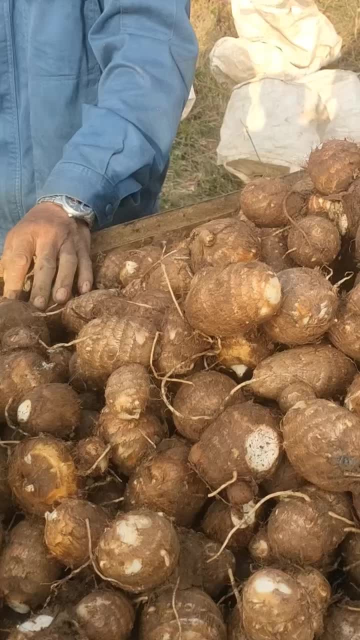 最新芋头行情分析与市场动态