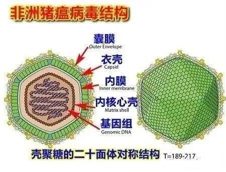 越南最新瘟疫，挑战、应对策略及前景展望