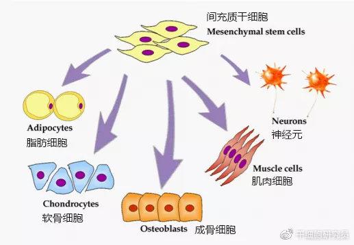 干细胞最新突破，自然美景中的探索之旅