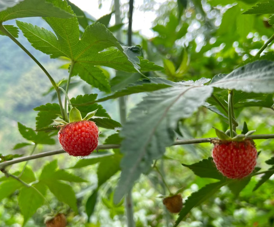 磐安覆盆子最新价格，时代印记与市场的脉动