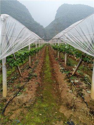 最新的葡萄避雨棚,重磅推荐最新葡萄避雨棚，让你告别雨季烦恼！🍇