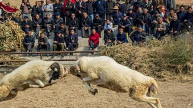 最新公羊打架视频,展现力量变化,自信与成就感的源泉