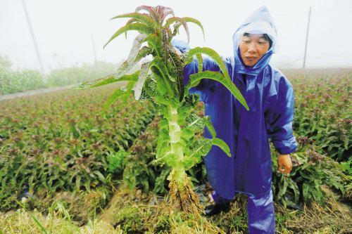 全国莴笋价格最新行情，机遇与挑战并存，自信的力量引领市场变化